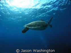 Green Sea Turtle by Jason Washington 